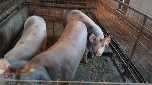 Porci de vanzare - imagine 4