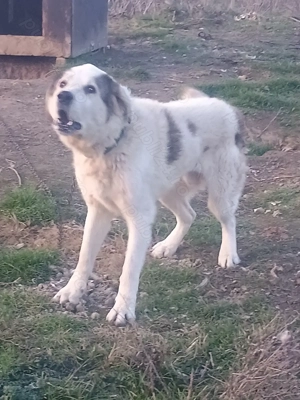 Ciobanesc de Bucovina  - imagine 5