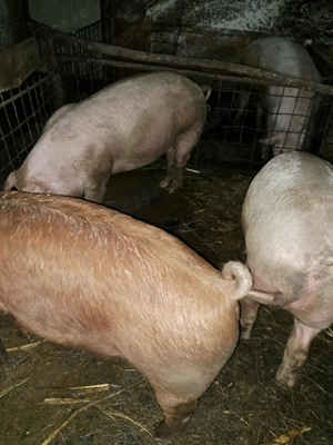 Porci pentru Crăciun 