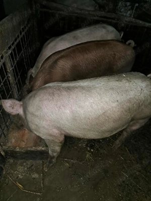 Porci Crăciun rasa Duroc 