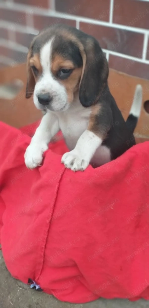 catelusi beagle tricolor - imagine 4