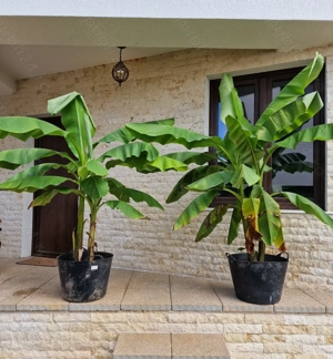 Bananieri Musa Basjoo Livrare Targoviste Ploiesti Bucuresti Pitesti