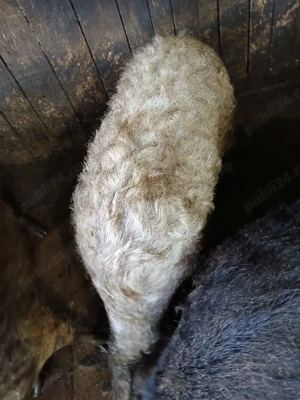 Vând porci mangalita pentru sacrficat.  - imagine 2