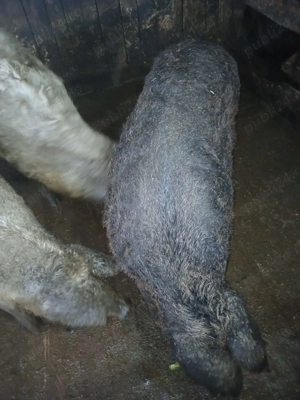 Vând porci mangalita pentru sacrficat. 