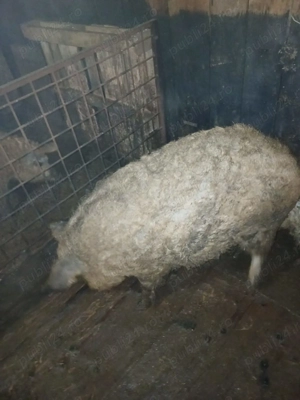 Vând porc mangalita 