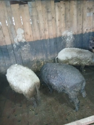 Vând porci mangalita pentru sacrficat.  - imagine 4