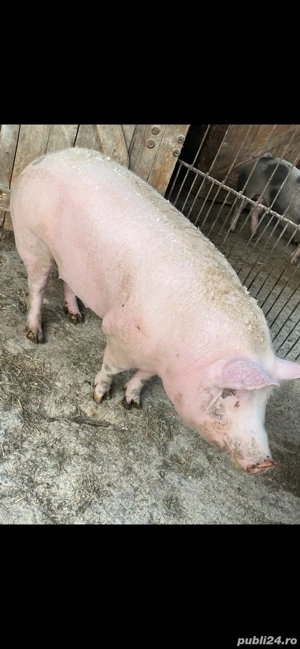porci de vanzare - imagine 2