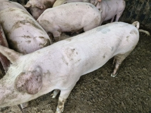  Porci rasa de carne de vanzare