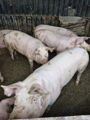  Porci rasa de carne de vanzare - imagine 3