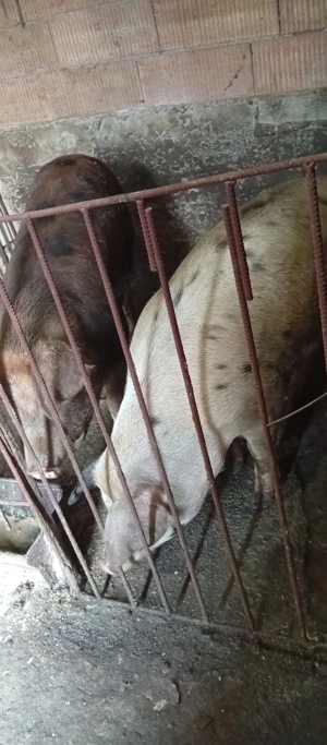 Porci de vânzare  - imagine 3