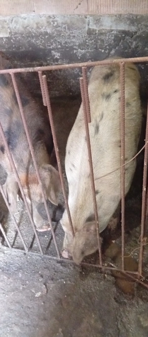 Porci de vânzare  - imagine 2