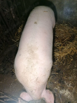 Vând purcea de tăiat  - imagine 2