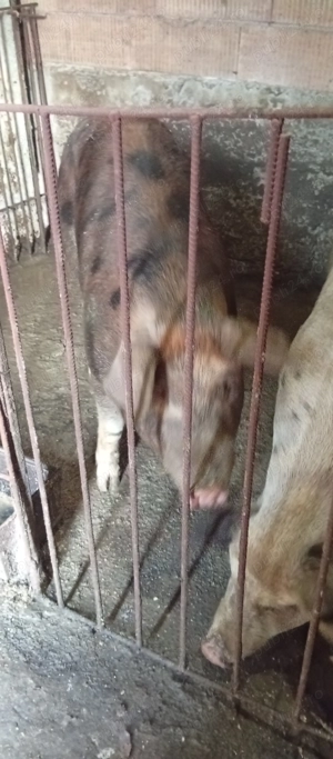 Porci de vânzare  - imagine 4