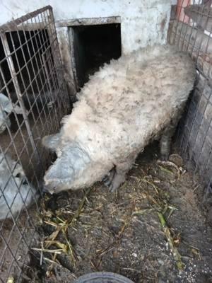 Vând vier rasă mangalita.  - imagine 2