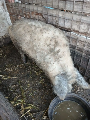 Vând vier rasă mangalita. 