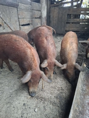 soldani 35 45 kg mangalita cu duroc - imagine 2