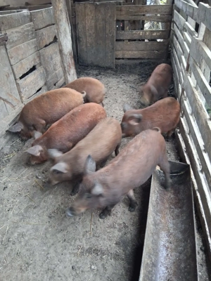 soldani 35 45 kg mangalita cu duroc - imagine 3