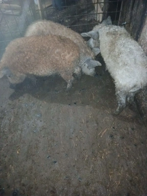 Vând  scrofite rasă mangalita. 