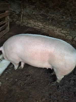 Vand scroafa rasa PIC- Crasna, Gorj