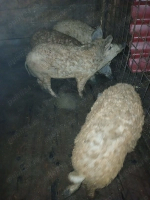 Vând vierusi rasă mangalita. 