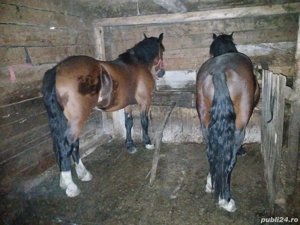 vând doi mănji de 2ani  - imagine 2