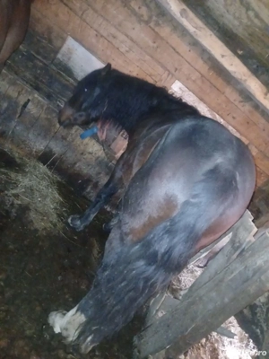 vând doi mănji de 2ani  - imagine 4