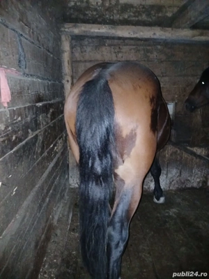 vând doi mănji de 2ani  - imagine 5