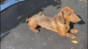 Vand cățeluș Teckel 