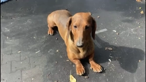 Vand cățeluș Teckel  - imagine 3