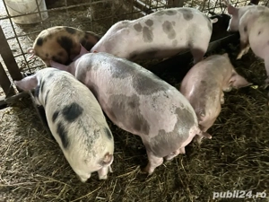 vand purcei  - imagine 4