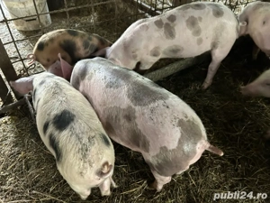 vand purcei  - imagine 3