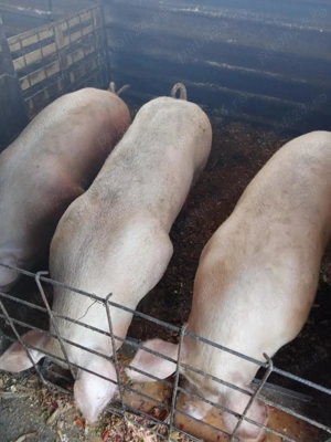 Porcine porci de carne 