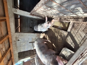 Pietran de vanzare - imagine 3