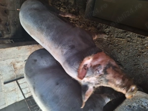 Pietrean de vanzare  - imagine 4