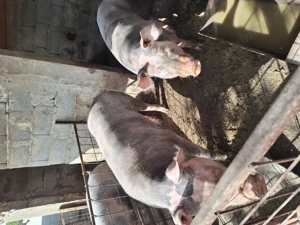 Pietran de vanzare - imagine 4