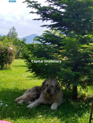 House for sale, 5 Rooms, 180 sqm, Valea Dejani