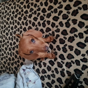 Catei tekel   - imagine 5