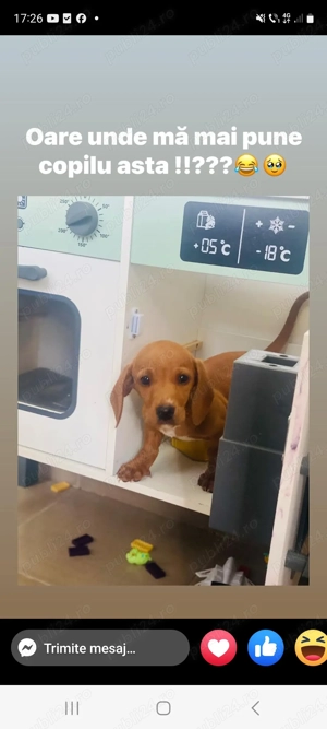 Catei tekel   - imagine 4