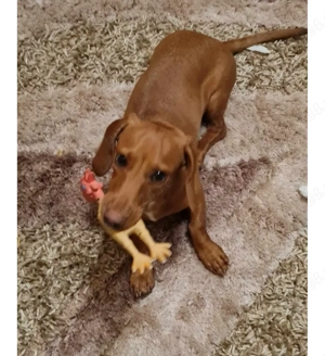 Catei tekel   - imagine 3