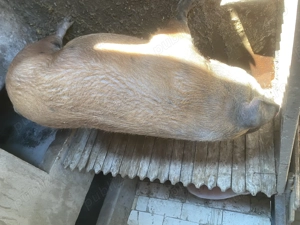 Porc de vânzare  - imagine 4