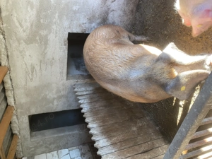 Porc de vânzare  - imagine 3