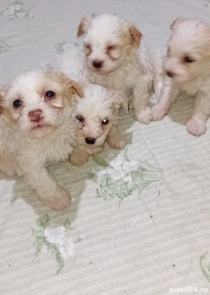 puiuți bichon havanez 