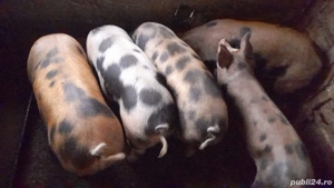 De vânzare porci - imagine 4