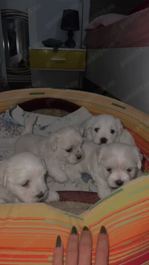 Vând bichoni rasă pură