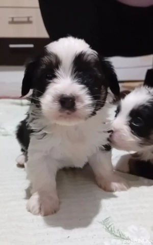 catei bichon havanez  - imagine 2