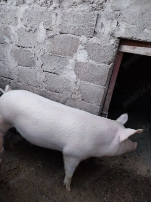 Vand porc  - imagine 2