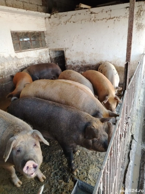 Vand porci rasa de carne  - imagine 5