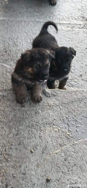 Pui ciobanesti germani - imagine 2