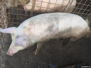 Purcei de craciun - imagine 3