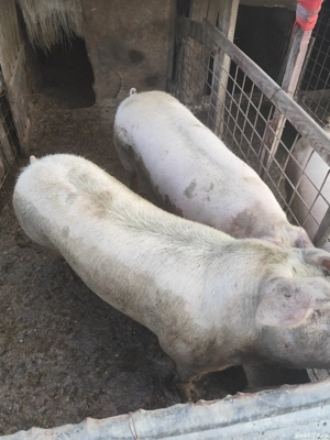 Purcei de craciun - imagine 4